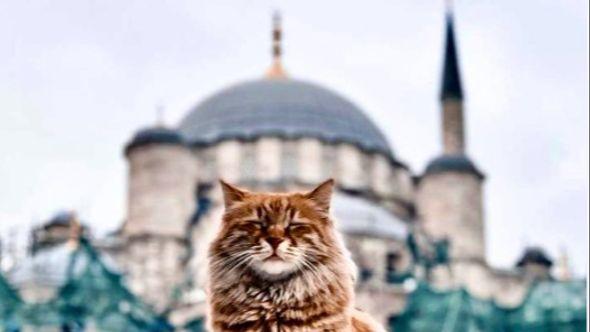 Mačke u islamskom svijetu imaju posebno mjesto: Evo i zašto